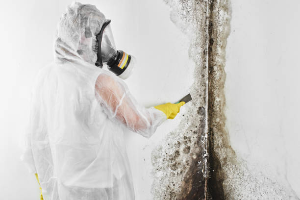 Best Mold Removal Company Near Me  in Mauriceville, TX