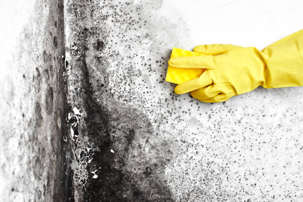 Best Mold Testing  in Mauriceville, TX