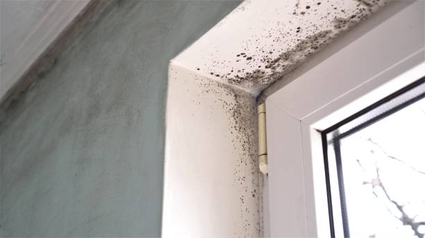 Best Home Mold Removal  in Mauriceville, TX