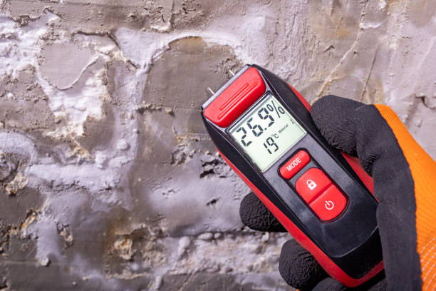 Best Best Mold Removal Companies  in Mauriceville, TX