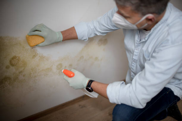 Best Certified Mold Removal  in Mauriceville, TX