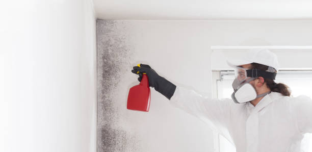 Best Fast Mold Removal  in Mauriceville, TX