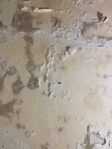 Best Residential Mold Removal  in Mauriceville, TX