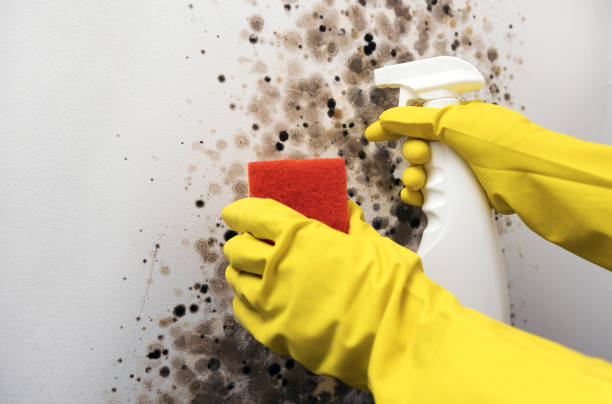 Best Mold Damage Repair  in Mauriceville, TX