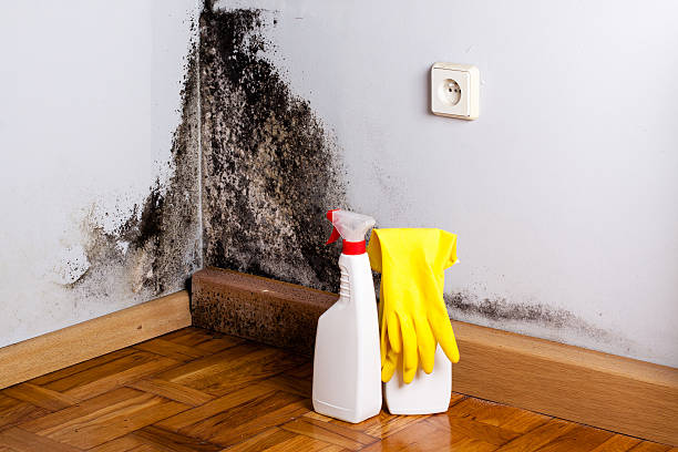 Professional Mold Removal in Mauriceville, TX