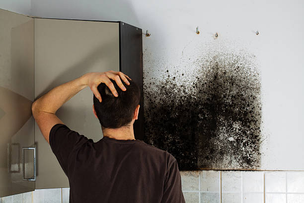 Best Mold Testing  in Mauriceville, TX